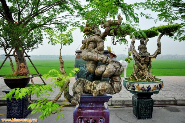 Thiết kế web bonsai, sinh vật cảnh giúp người có thú vui với các mặt hàng này có thể vào tham khảo, lựa chọn giao lưu các sản phẩm đẹp, hợp lý